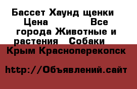 Бассет Хаунд щенки › Цена ­ 20 000 - Все города Животные и растения » Собаки   . Крым,Красноперекопск